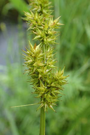 Carex otrubae \ Hain-Segge, Falsche Fuchs-Segge / False Fox Sedge, D Pfronten 9.6.2016