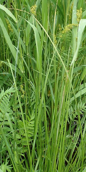 Carex otrubae \ Hain-Segge, Falsche Fuchs-Segge, D Pfronten 9.6.2016