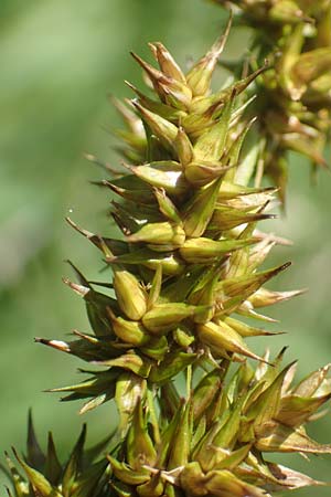 Carex otrubae \ Hain-Segge, Falsche Fuchs-Segge, D Pfronten 28.6.2016