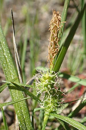 Carex viridula \ Spte Gelb-Segge, D Ober-Roden 7.5.2018