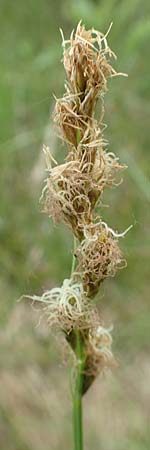 Carex vulpinoidea \ Falsche Fuchs-Segge, D Bochum 22.5.2018