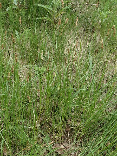 Carex vulpinoidea \ Falsche Fuchs-Segge, D Bochum 22.5.2018