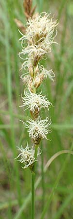 Carex vulpinoidea \ Falsche Fuchs-Segge / American Fox Sedge, Brown Fox Sedge, D Bochum 22.5.2018