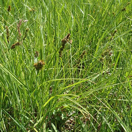 Carex vulpina \ Fuchs-Segge, D Dreieich 19.5.2019