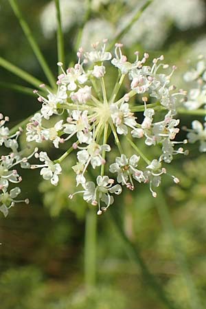 Cicuta virosa \ Wasser-Schierling, D Burghaun 30.7.2020