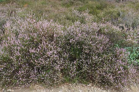 Calluna vulgaris / Heather, D Mehlinger Heide 24.8.2020