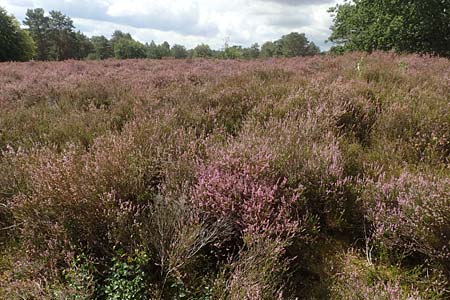 Calluna vulgaris \ Heidekraut, Besen-Heide, D Mehlinger Heide 24.8.2020