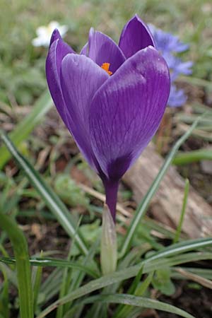 Crocus vernus s.l. \ Frhlings-Krokus, D Ludwigshafen 18.3.2021