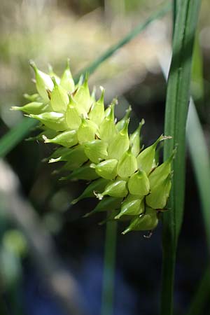 Carex vesicaria \ Blasen-Segge, D Mühlheim am Main - Lämmerspiel 30.5.2023