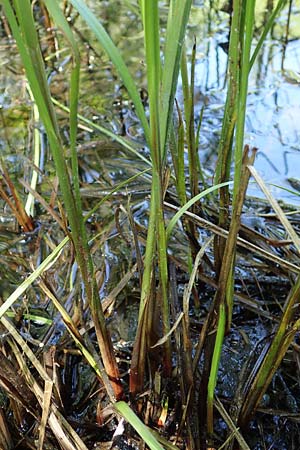 Carex vesicaria \ Blasen-Segge / Blister Sedge, D Mühlheim am Main - Lämmerspiel 30.5.2023