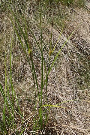 Carex vesicaria \ Blasen-Segge, D Neu-Isenburg 30.5.2023