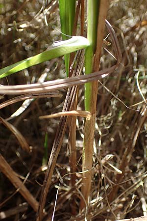 Carex vesicaria \ Blasen-Segge / Blister Sedge, D Neu-Isenburg 30.5.2023