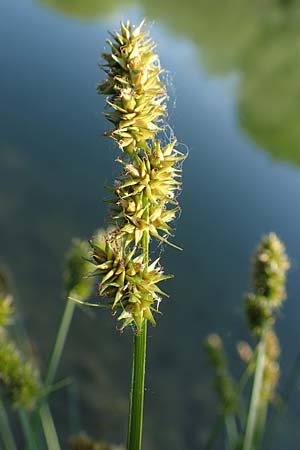 Carex vulpina \ Fuchs-Segge, D Thüringen, Kindelbrück 14.6.2023