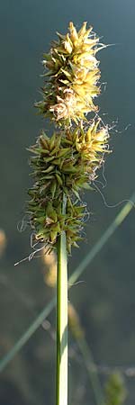 Carex vulpina \ Fuchs-Segge / True Fox Sedge, D Thüringen, Kindelbrück 14.6.2023