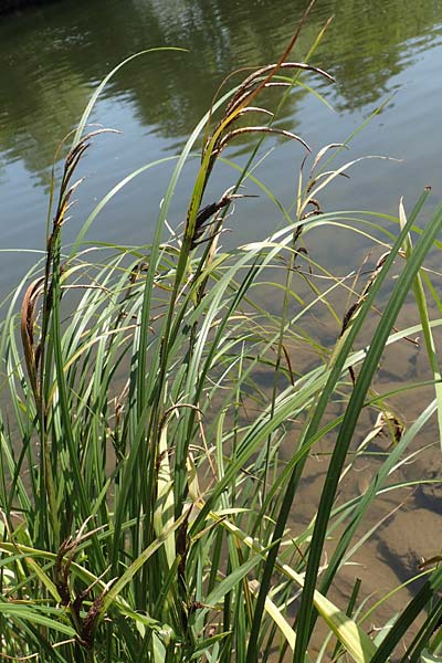 Carex acutiformis \ Sumpf-Segge / Lesser Pond Sedge, D Runkel an der Lahn 1.8.2015