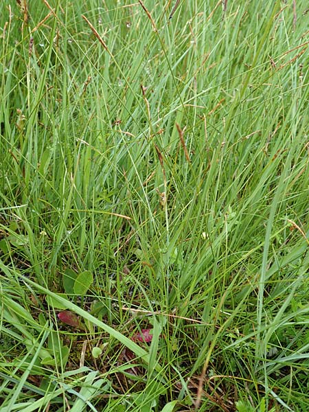 Carex davalliana \ Davalls Segge, Torf-Segge / Turf Sedge, Bath Sedge, D Pfronten 9.6.2016