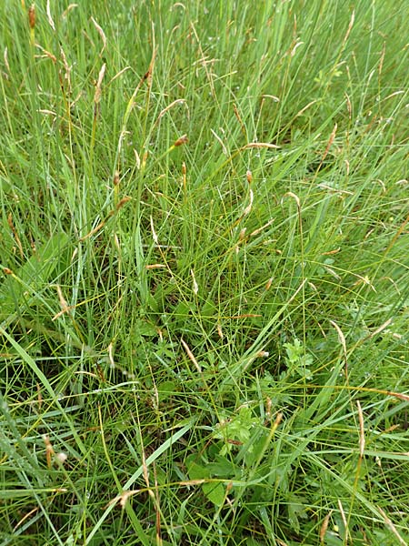 Carex davalliana \ Davalls Segge, Torf-Segge / Turf Sedge, Bath Sedge, D Pfronten 9.6.2016