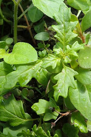 Dysphania botrys \ Klebriger Drsengnsefu / Sticky Goosefoot, Jerusalem Oak, D Mannheim 17.9.2017