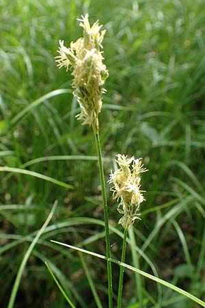 Carex brizoides \ Zittergras-Segge / Quaking Grass Sedge, D Offenburg 25.4.2018