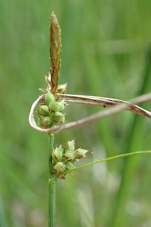 Carex pilulifera / Pill Sedge, D Olfen 27.5.2018