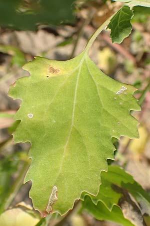 Chenopodium probstii \ Probsts Gnsefu / Probst's Goosefoot, D Bamberg 5.9.2018