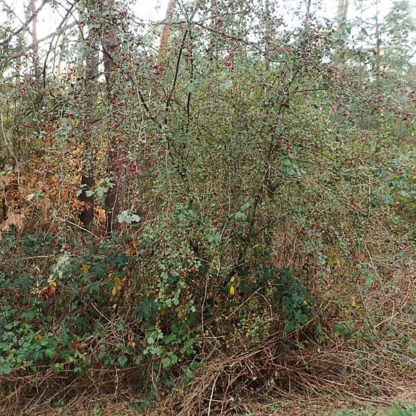 Crataegus x macrocarpa \ Grofrchtiger Weidorn / Hybrid Hawthorn, D Bickenbach 27.10.2018