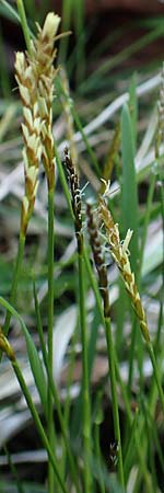 Carex davalliana \ Davalls Segge, Torf-Segge / Turf Sedge, Bath Sedge, D Garmisch-Partenkirchen 2.5.2019