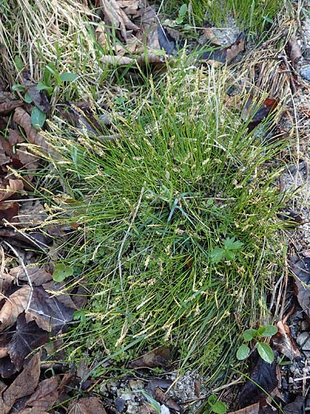 Carex davalliana \ Davalls Segge, Torf-Segge / Turf Sedge, Bath Sedge, D Garmisch-Partenkirchen 2.5.2019