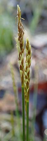 Carex davalliana \ Davalls Segge, Torf-Segge / Turf Sedge, Bath Sedge, D Garmisch-Partenkirchen 2.5.2019