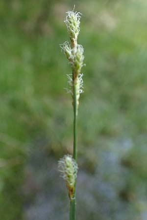 Carex echinata \ Igel-Segge, Stern-Segge / Star Sedge, D Odenwald, Grasellenbach 26.5.2019