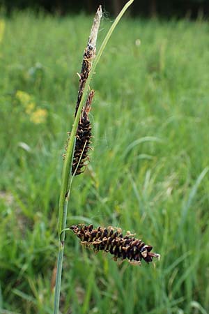 Carex flacca, Blue Sedge, Carnation Grass