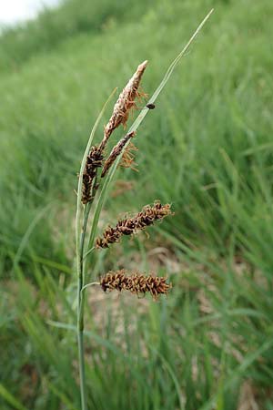 Carex flacca \ Blaugrüne Segge, D Neuleiningen 25.5.2020