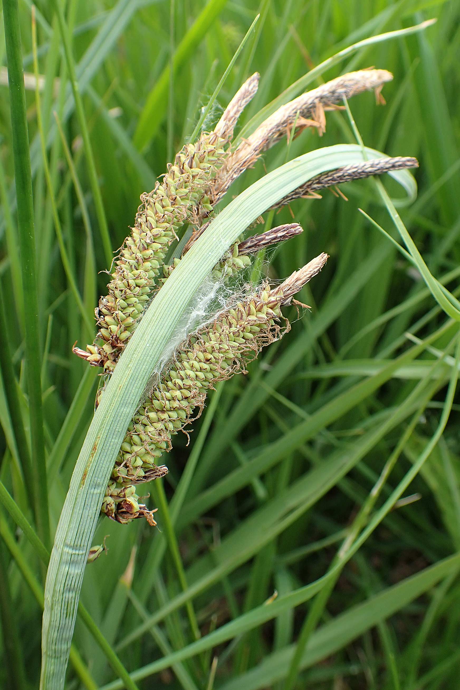 Carex acutiformis \ Sumpf-Segge / Lesser Pond Sedge, D Neuleiningen 25.5.2020