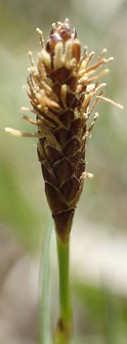 Carex distans \ Entfernthrige Segge, Lcken-Segge, D Neuried-Altenheim 27.4.2021