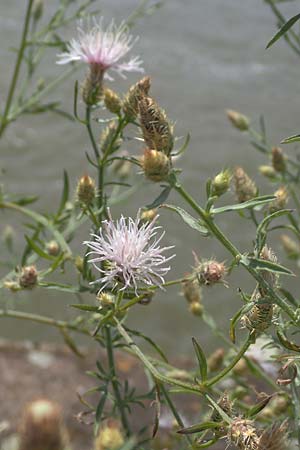 Centaurea australis x diffusa \ Sandbrtige Flockenblume / Hybrid Knapweed, D Mannheim 10.7.2021