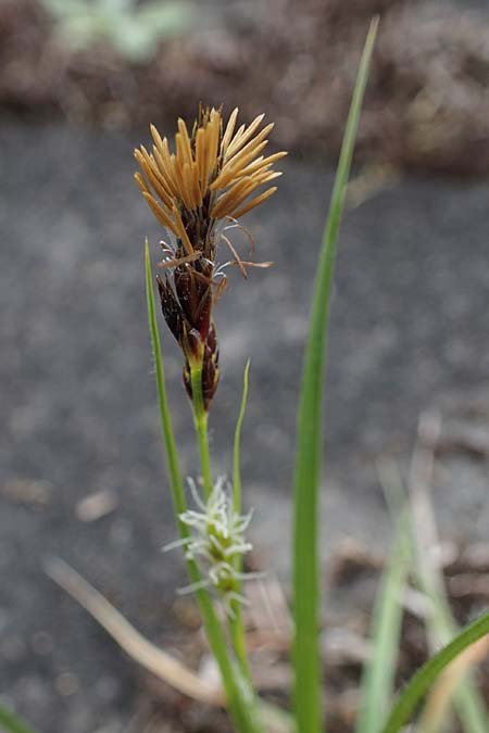 Carex hirta \ Behaarte Segge / Hairy Sedge, D Mannheim 24.4.2022