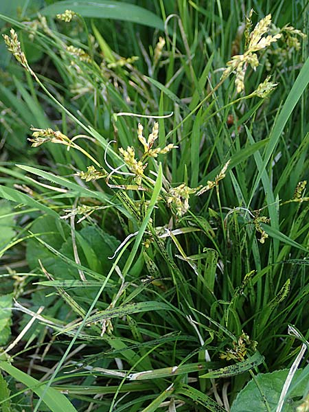 Carex digitata \ Finger-Segge / Fingered Sedge, D Weinheim an der Bergstraße 28.4.2022