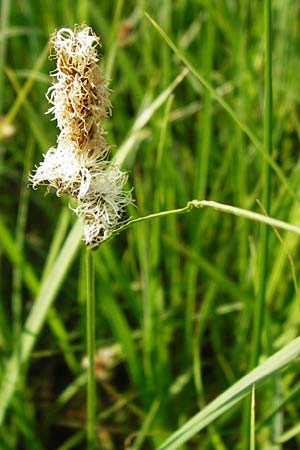 Carex disticha \ Zweizeilige Segge, D Gimbsheim 11.5.2015