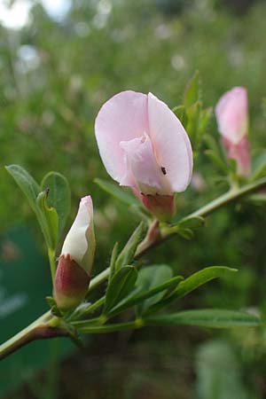 Cytisus purpureus \ Purpur-Zwergginster, Purpur-Geiklee, D Weinheim an der Bergstraße, Botan. Gar.  Hermannshof 1.5.2016