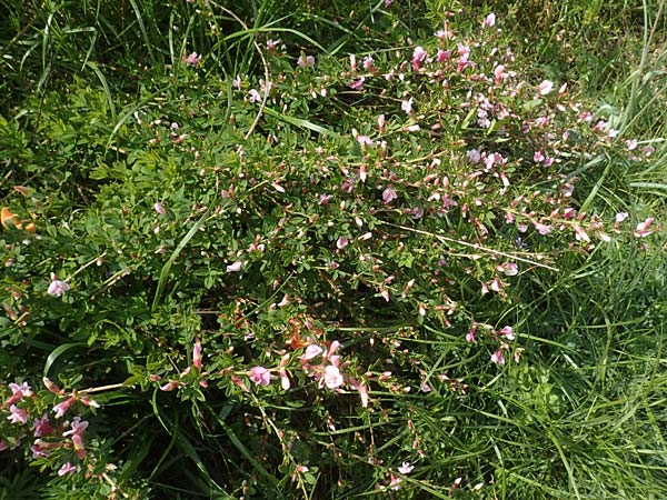 Cytisus purpureus \ Purpur-Zwergginster, Purpur-Geiklee, D Weinheim an der Bergstraße, Botan. Gar.  Hermannshof 1.5.2016