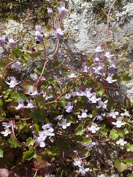 Cymbalaria muralis / Ivy-Leaved Toadflax, Kenilworth Toadflax, D Trippstadt 23.4.2022