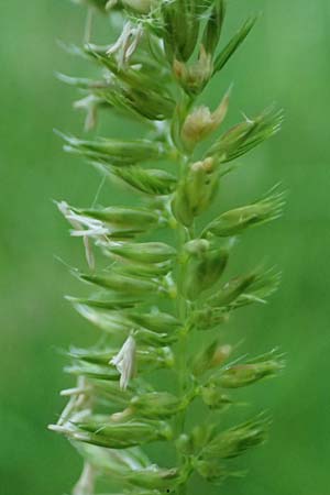 Cynosurus cristatus \ Wiesen-Kammgras / Crested Dogstail, D Rhön,  Bischofsheim 21.6.2023