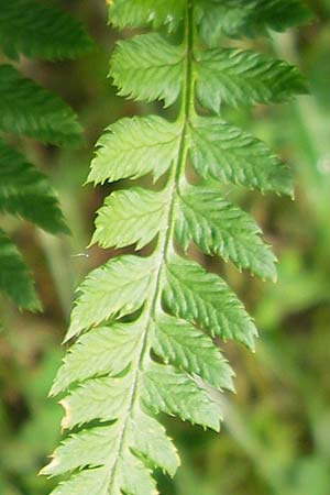 Dryopteris carthusiana \ Dorniger Wurmfarn, Kleiner Dornfarn, D Eppertshausen 12.6.2010