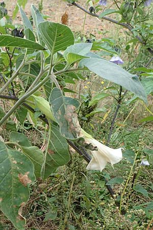 Datura inoxia \ Grobltiger Stechapfel, Mexikanischer Stechapfel, D Bürstadt 30.9.2016