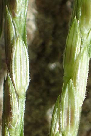 Digitaria sanguinalis \ Blutrote Fingerhirse, D Mannheim 17.9.2017