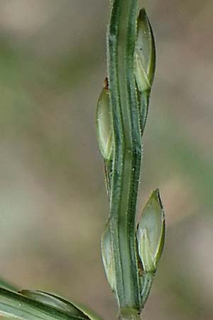 Digitaria sanguinalis / Hairy Finger-Grass, D Mannheim 20.9.2017