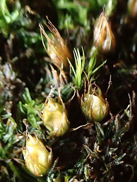 Diphyscium foliosum \ Blasebalg-Moos, Beblttertes Blasen-Moos / Nut Moss, D Schriesheim 17.2.2018