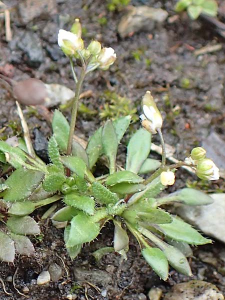 Draba aquisgranensis \ Aachener Hungerblmchen, D Aachen-Soers 10.3.2019