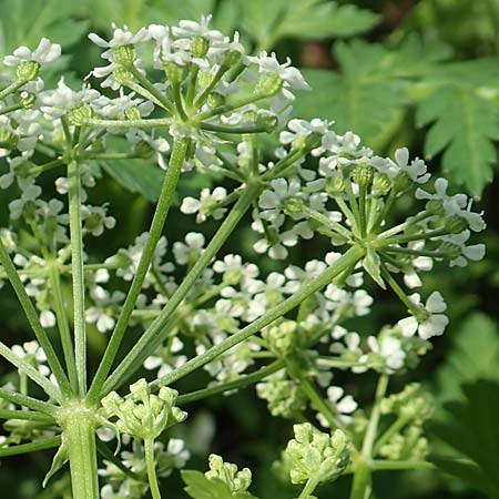 Conium maculatum \ Gefleckter Schierling, Flecken-Schierling, D Mannheim 24.10.2019