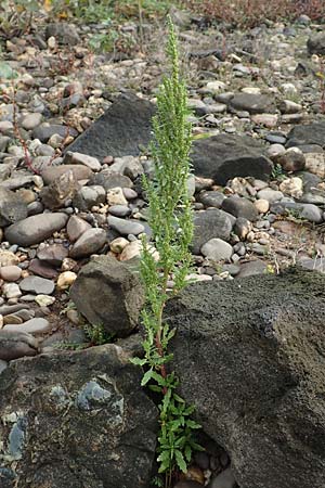 Dysphania ambrosioides \ Wohlriechender Drsengnsefu, Jesuiten-Tee / West-Indian Goosefoot, Mexican Tea, D Krefeld-Uerdingen 28.9.2017